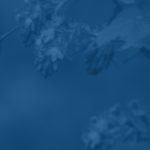 پیام تبریک سال نو مدیریت محترم تایگر/ نوروز 1404